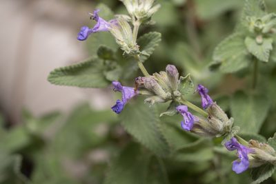 Nepeta racemosa, photographed by Eleftherios Katsillis