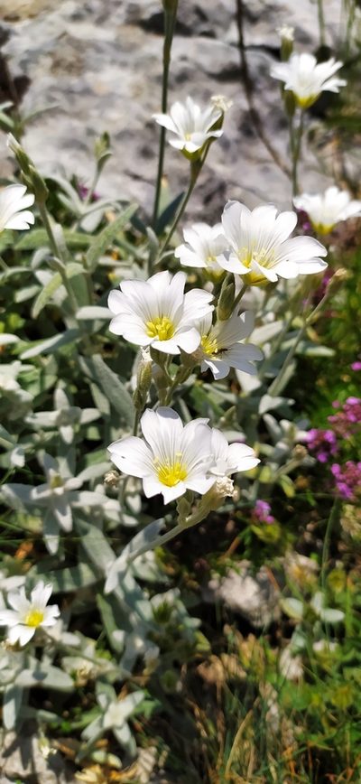 Cerastium biebersteinii, photographed by Алексей Ябс