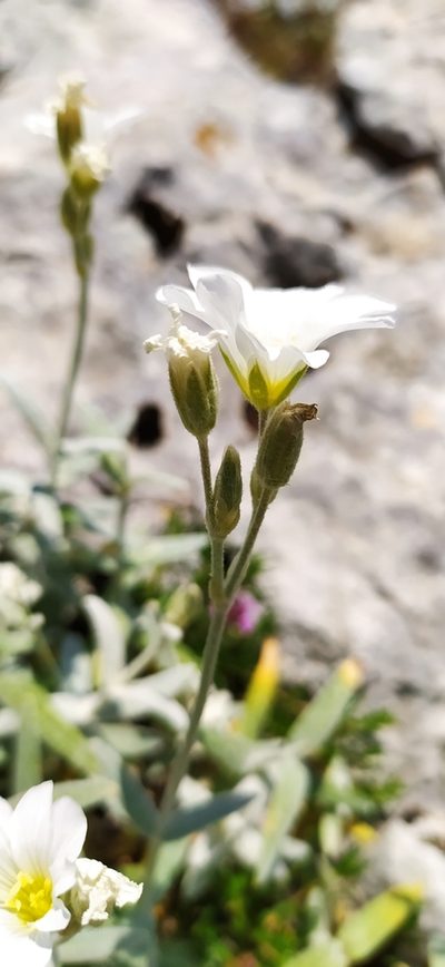 Cerastium biebersteinii, photographed by Алексей Ябс