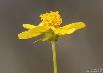 Coreopsis stillmanii, photographed by Tim Messick