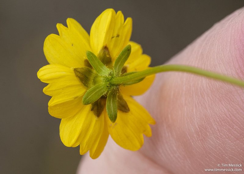 Coreopsis stillmanii, photographed by Tim Messick