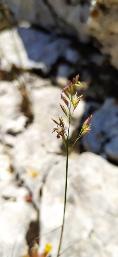 Poa sterilis, photographed by Алексей Ябс