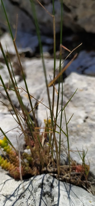 Poa sterilis, photographed by Алексей Ябс