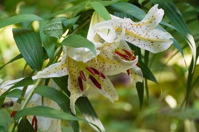 Lilium auratum, photographed by WATANABE Hitoshi 渡辺仁