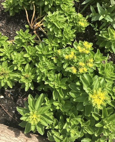 Phedimus ellacombeanus, photographed by Barb Hauck-Mah