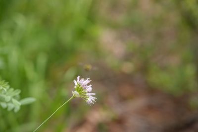 Allium validum