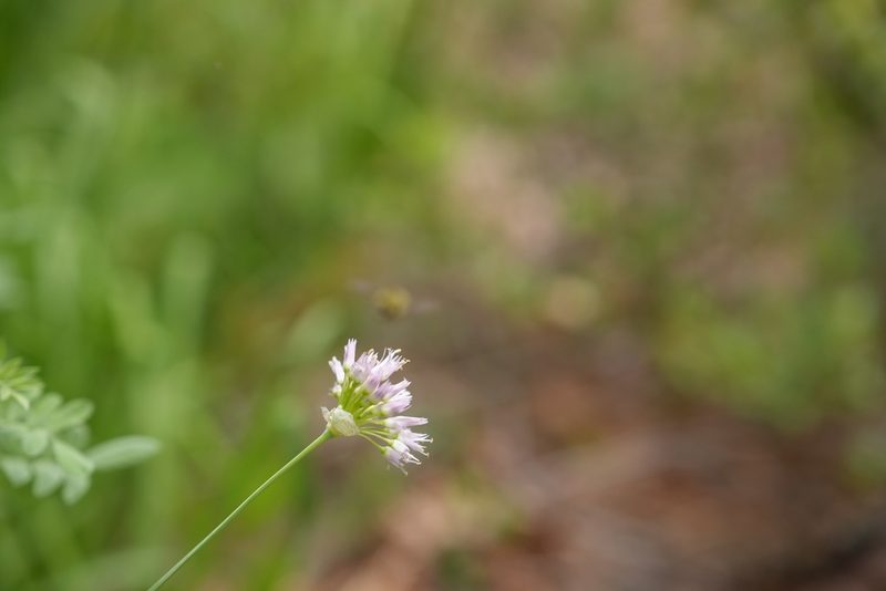 Allium validum, photographed by Michael Warner