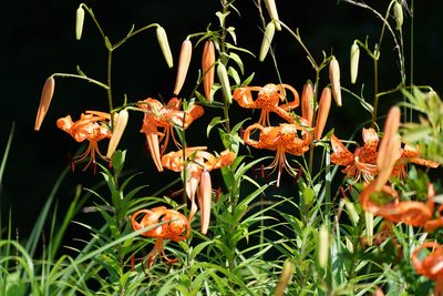 Lilium lancifolium, photographed by WATANABE Hitoshi 渡辺仁