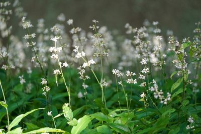 Pollia japonica, photographed by WATANABE Hitoshi 渡辺仁