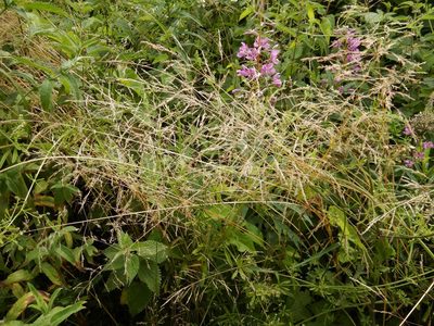 Poa trivialis, photographed by pete_gateley