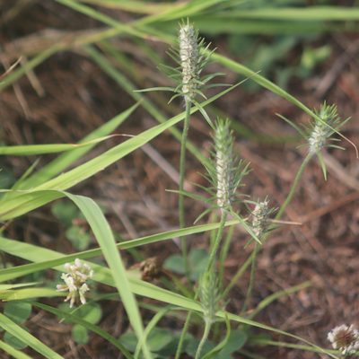 Plantago aristata, photographed by Mark Apgar