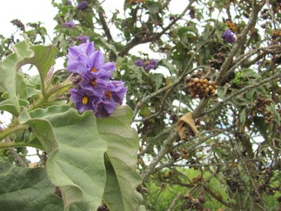 Solanum crinitipes, photographed by Carlos Alberto Rodriguez