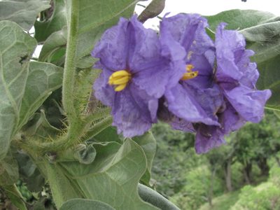 Solanum crinitipes, photographed by Carlos Alberto Rodriguez
