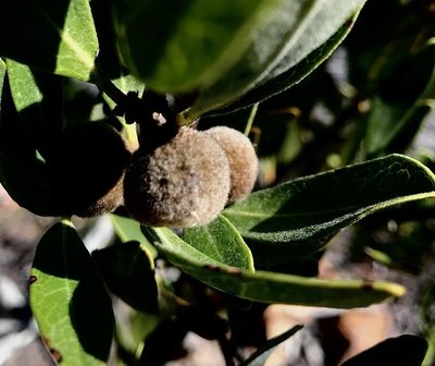 Euclea polyandra, photographed by David Rosenthal