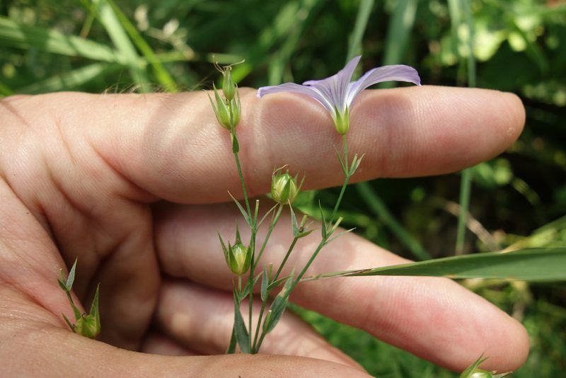 Linum nervosum, photographed by Aleksei Baushev