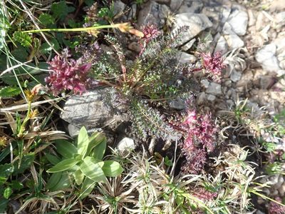 Pedicularis rostratocapitata, photographed by agujaceratops
