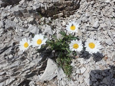 Leucanthemum halleri, photographed by agujaceratops