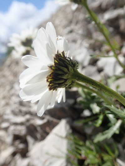Leucanthemum halleri, photographed by agujaceratops