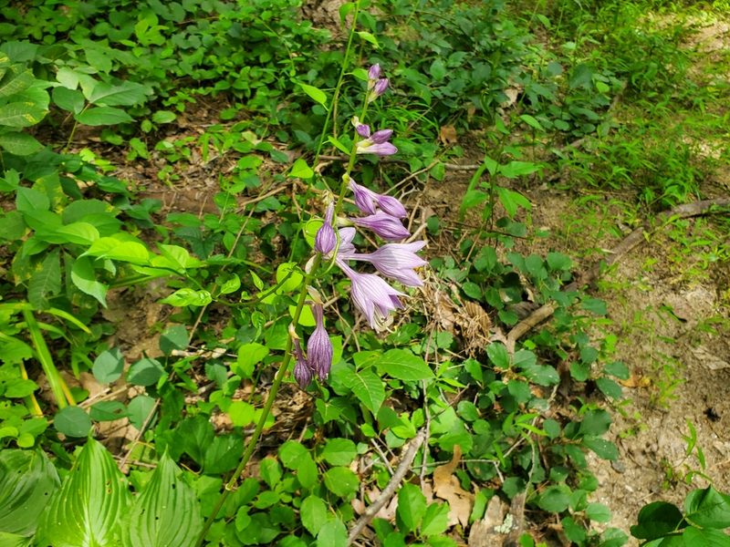 Hosta ventricosa, photographed by Luke Wildfire