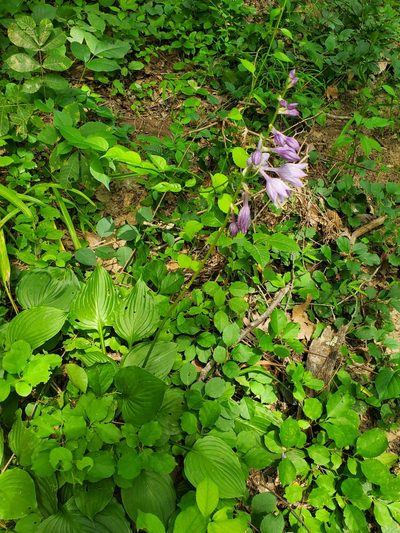 Hosta ventricosa, photographed by Luke Wildfire
