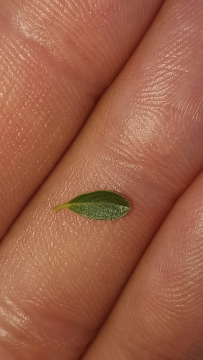 Salix serpillifolia, photographed by hecklemore