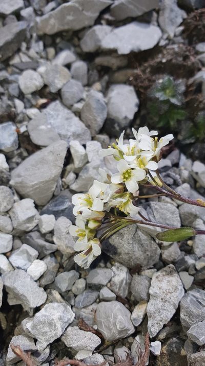 Arabis pumila, photographed by hecklemore