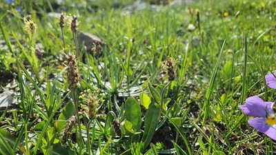 Plantago alpina, photographed by hecklemore