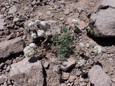 Ipomopsis congesta, photographed by John Brew