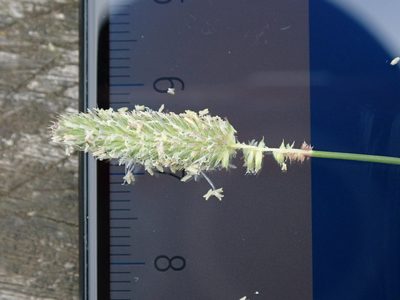 Phleum bertolonii, photographed by Daniel Cahen