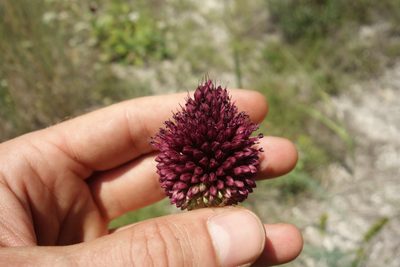 Allium sphaerocephalon, photographed by Aleksei Baushev