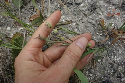 Polygala sibirica, photographed by Aleksei Baushev