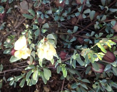 Roepera debilis, photographed by Nicola van Berkel