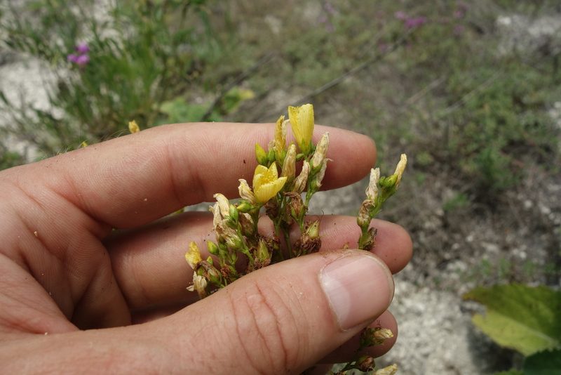Hypericum elegans, photographed by Aleksei Baushev