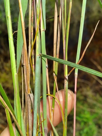 Schizachyrium sanguineum, photographed by Scott Ward