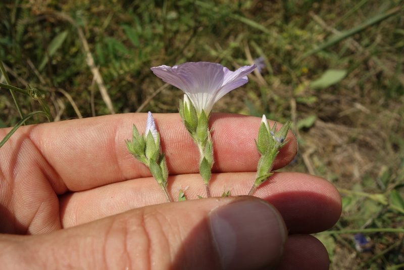 Linum hirsutum, photographed by Aleksei Baushev