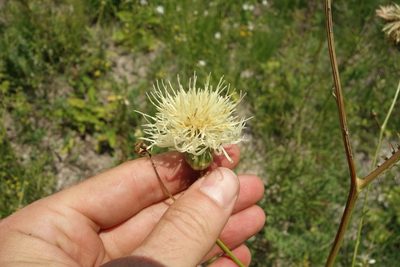 Rhaponticoides ruthenica, photographed by Aleksei Baushev