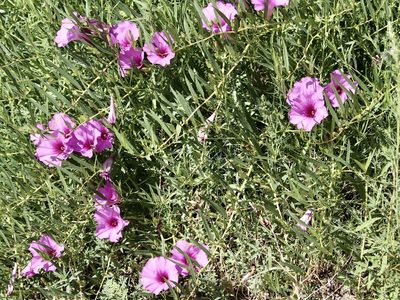 Ipomoea leptophylla, photographed by Cheryl McCleary-Catalano