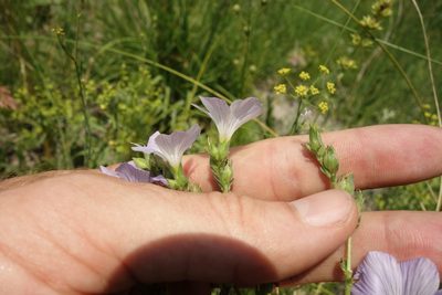 Linum hirsutum, photographed by Aleksei Baushev