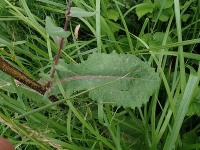 Lactuca virosa, photographed by Daniel Cahen