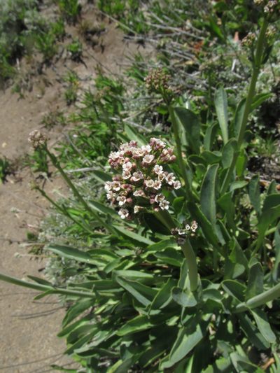 Valeriana carnosa, photographed by SK53