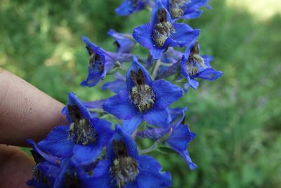 Delphinium cuneatum, photographed by Aleksei Baushev