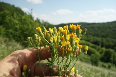 Hieracium virosum, photographed by Aleksei Baushev