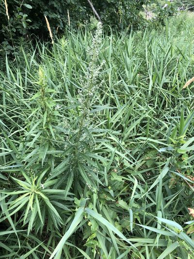 Artemisia serrata, photographed by Bob