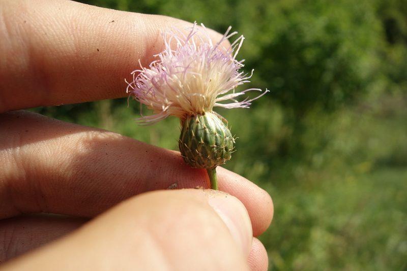 Klasea radiata, photographed by Aleksei Baushev