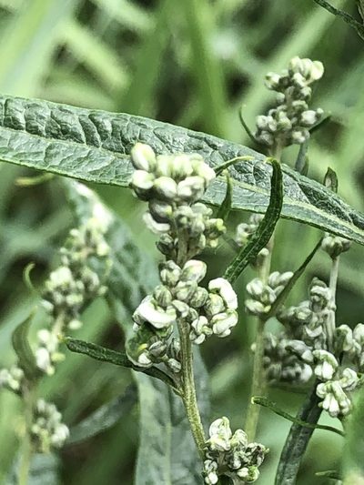 Artemisia serrata, photographed by Bob