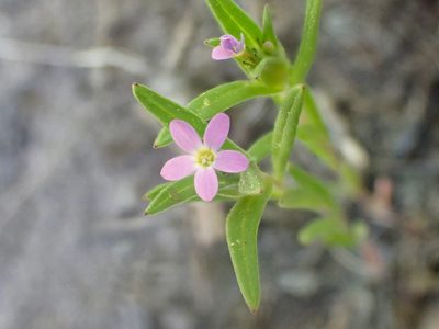 Collomia linearis, photographed by Trevor Van Loon