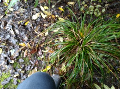 Carex dissita, photographed by Joe Potter Butler