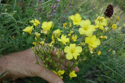 Linum flavum, photographed by Aleksei Baushev