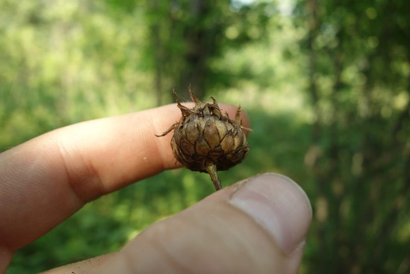 Klasea lycopifolia, photographed by Aleksei Baushev