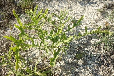 Crambe tataria, photographed by Aleksei Baushev